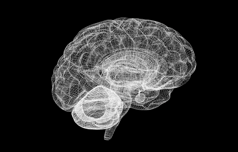 Un cerebro modelado por ordenador. Fuente: Human Brain Project.
