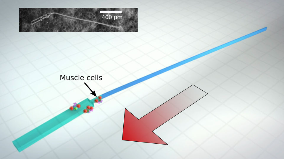Máquina sintética que puede nadar sola, propulsándose como los espermatozoides. Imagen: Alex Jerez Roman, Beckman Institute for Advanced Science and Technology. Fuente: Universidad de Illinois.