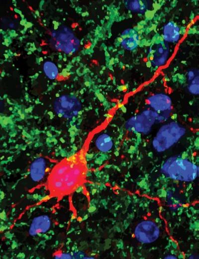 En verde, las nuevas conexiones neuronales del ratón tras la semana de ceguera provocada. Imagen: Emily Petrus. Fuente: Universidad de Maryland.