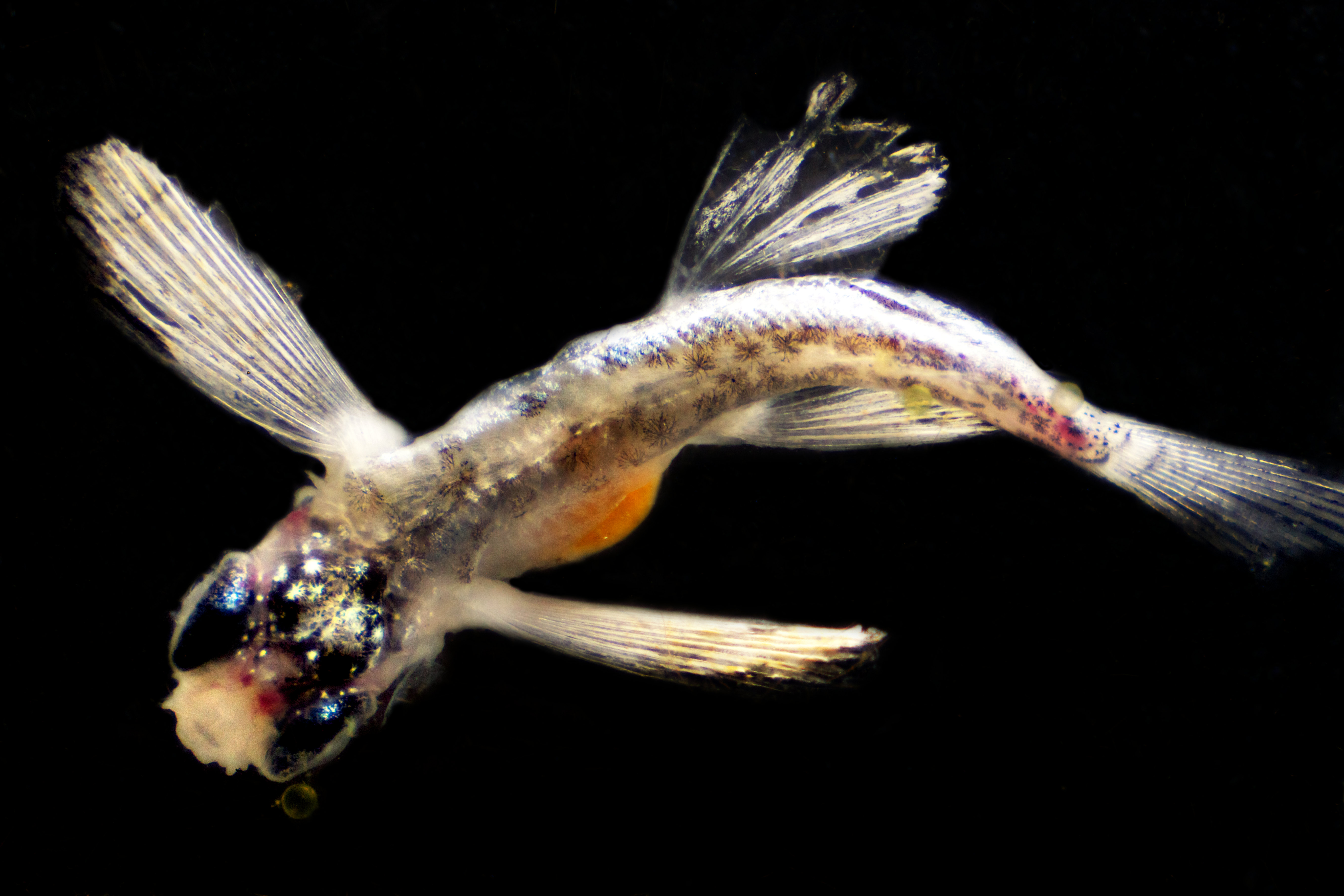 Uno de los peces mesopelágicos observados por la expedición Malaspina. Fuente: CSIC.