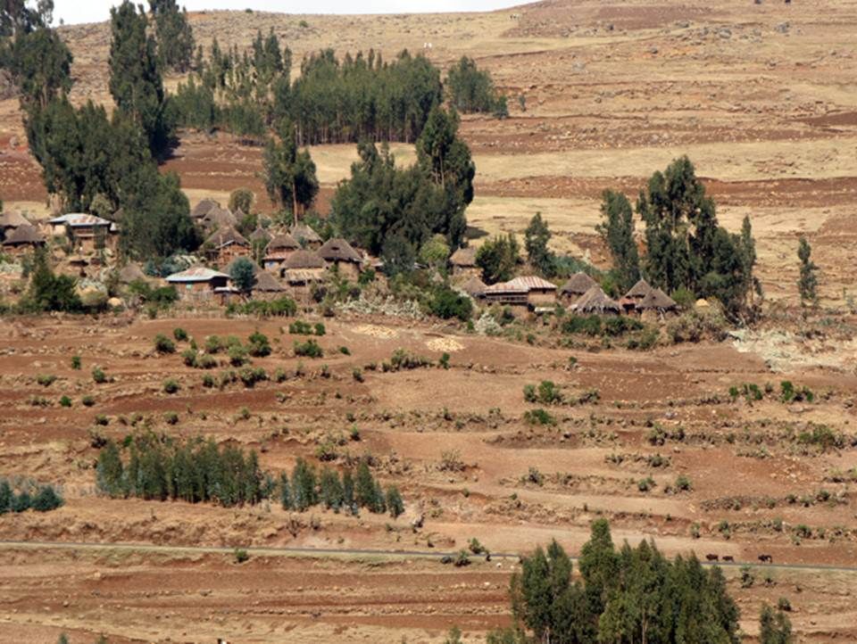 Plantaciones de eucalipto en las Tierras Altas de Etiopía. Imagen: Paula Guzmán. Fuente: UPM.