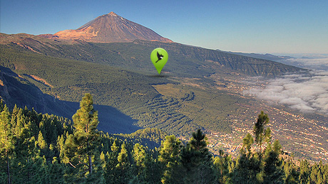 Mirlo Positive Nature ya ha comenzado a repoblar el valle de la Orotava en Tenerife. Fuente: Mirlo Positive Nature.