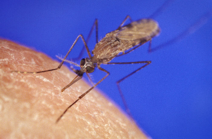 El mosquito 'Anopheles gambiae', uno de los principales transmisores del parásito de la malaria. Imagen: James D. Gathany. Fuente: Wikipedia.