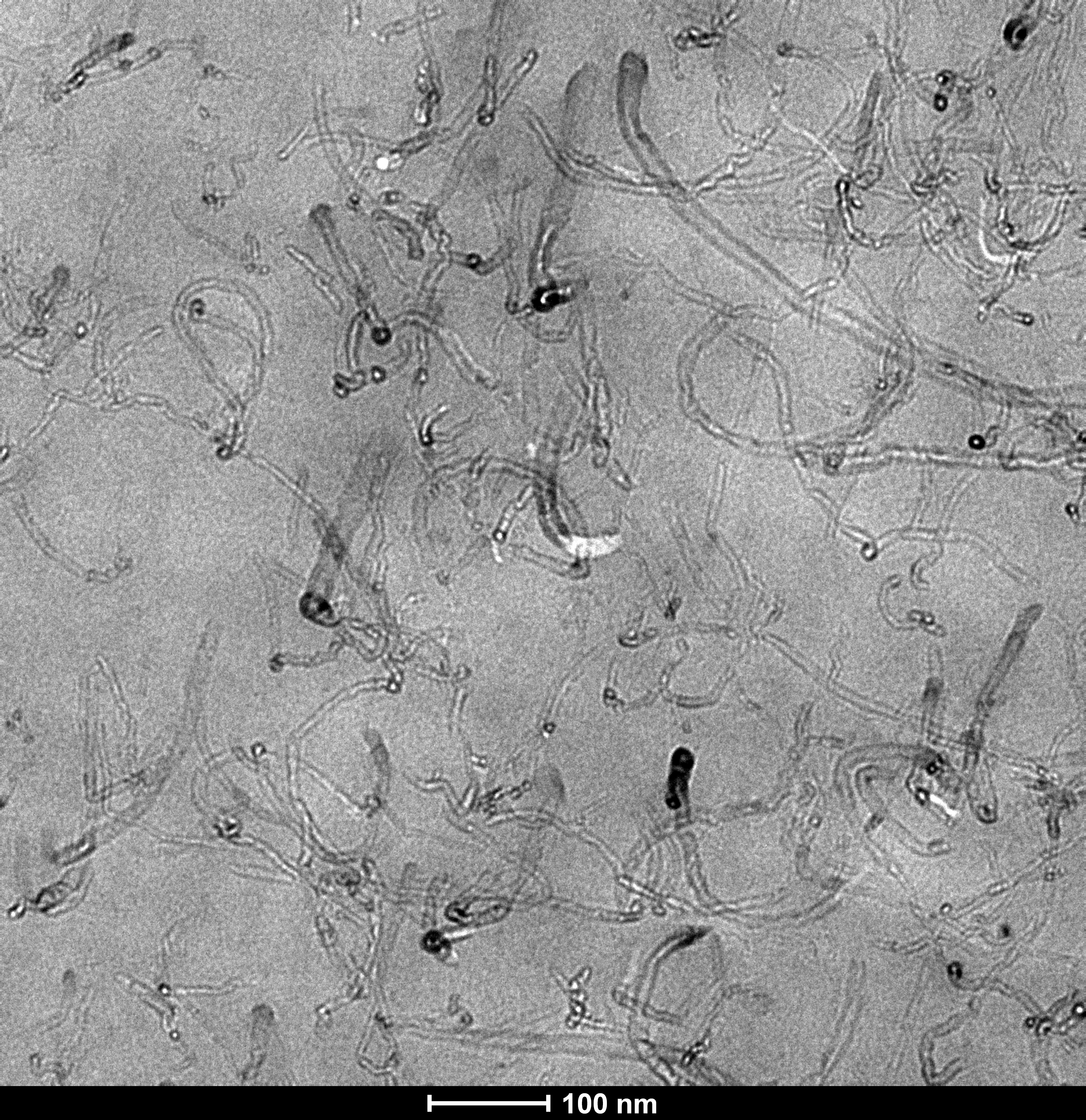 Micrografía electrónica de transmisión del nanocompuesto (poli éter imida-poli butiléntereftalato)/nanotubos de carbono con 3% de nanotubos. Fuente: UPV-EHU.