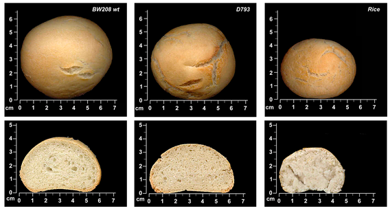 Los tres tipos de pan analizados: el normal, el reducido en gliadinas, y el de arroz. Fuente: PLOS ONE.