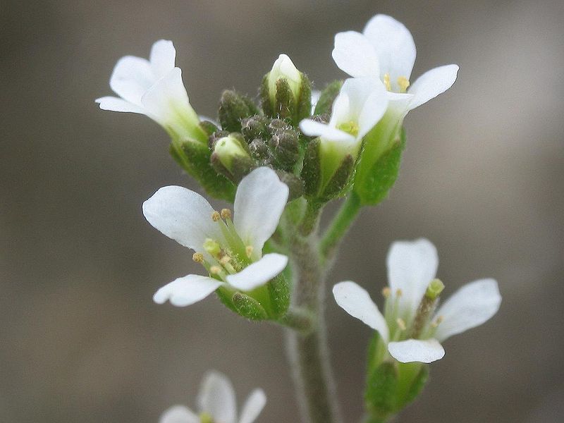 Los investigadores del MIT han convertido la Arabidopsis thaliana en una planta biónica. Imagen: Alberto Salguero. Fuente: Wikipedia.
