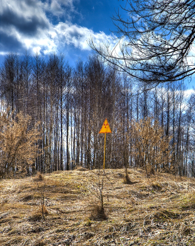 Una de las zonas del Bosque Rojo de Chernóbil. Imagen: Timm Suess. Fuente: Flickr.