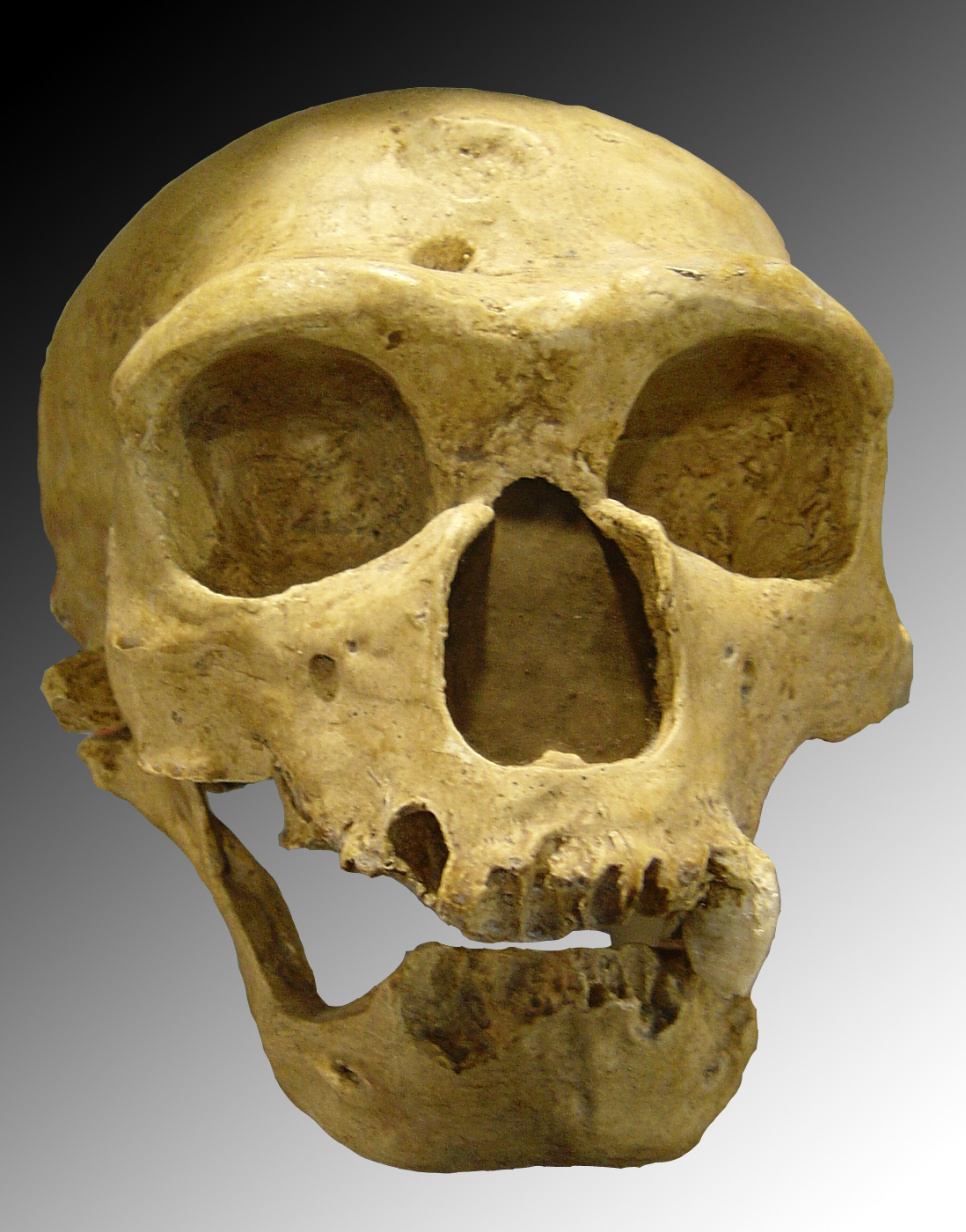 Cráneo de Neandertal descubierto en La Chapelle-aux-Saints (France). Imagen: Luna04. Fuente: Wikipedia.
