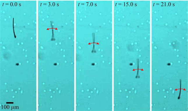Los espermatozoides robóticos avanzan impulsados por sus flagelos, movidos por los campos magnéticos. Imagen: I.S.M. Khalil/S. Misra. Fuente: GUC/U.Twente.
