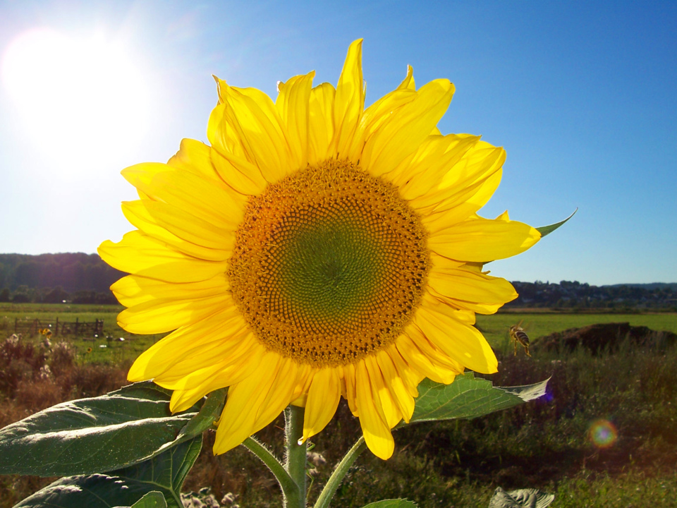 El girasol, icono de las energías renovables por su enorme aprovechamiento de la luz solar, su uso para fabricar biodiésel y su "parecido" con el Sol. Fuente: Wikimedia Commons.