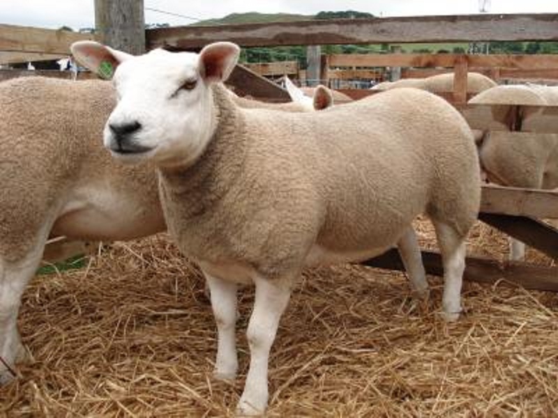 Las ovejas fueron de los primeros animales en ser domesticados por el hombre. Imagen: Kay Aitchison. Fuente: Escuela Real (Dick) de Estudios de Veterinaria, de la Universidad de Edimburgo.