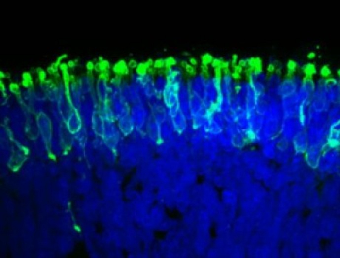 Bastones fotorreceptores (en verde), dentro de una mini-retina desarrollada en laboratorio. Fuente: Johns Hopkins Medicine.