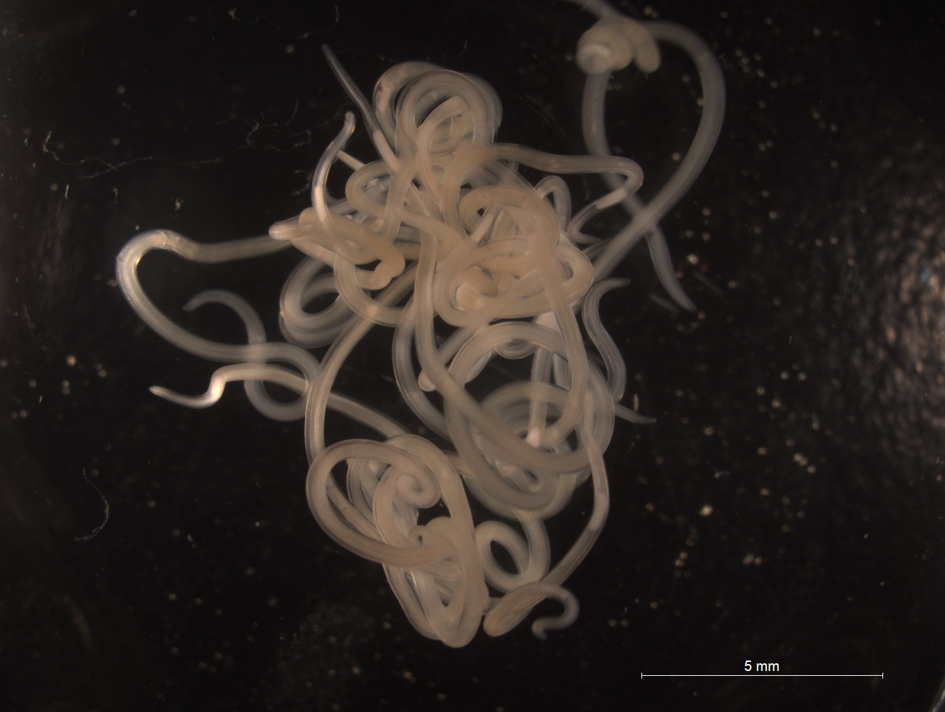 'Anisakis'. Fuente: CSIC.