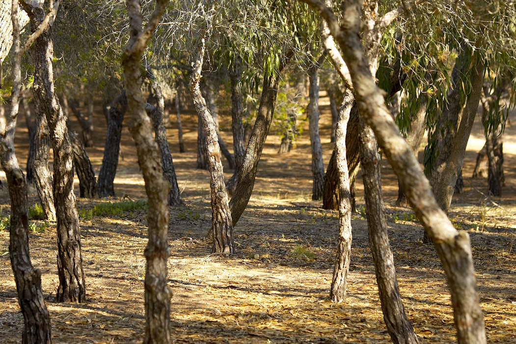 Pinada del Guardamar, ejemplo de cómo se puede frenar la desertificación en España. Imagen: Salu Heredia. Fuente: Wikipedia.