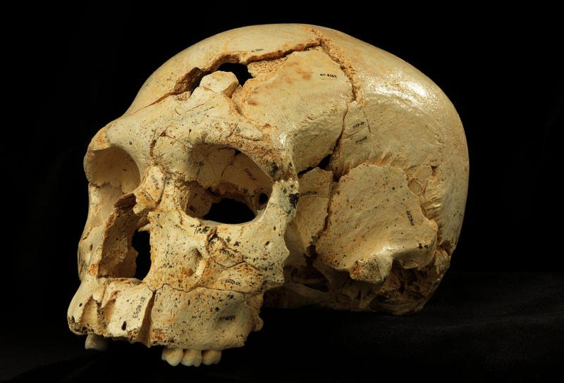 Cráneo 17 de la Sima de los Huesos, en la Sierra de Atapuerca (Burgos). Imagen: Javier Trueba. Fuente: Madrid Scientific Films.