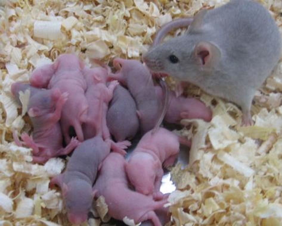 El método ha permitido obtener descendencia con esperma cultivado in vitro procedente de tejidos testiculares criopreservados de ratrones recién nacidos. Imagen: K. Hayashi. Fuente: Sinc.