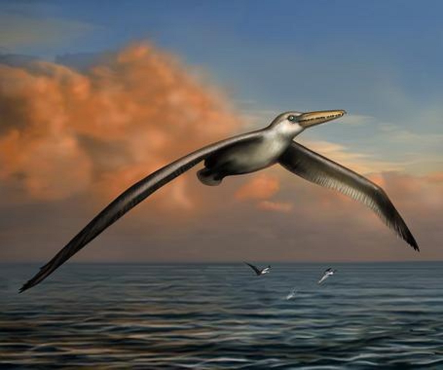 Dibujo de 'Pelagornis sandersi', el ave voladora más grande conocida. Imagen: Liz Bradford. Fuente: NESCenter.