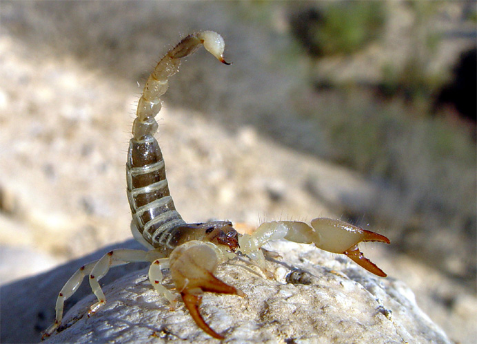 Scorpio maurus. Fuente: Wikipedia.