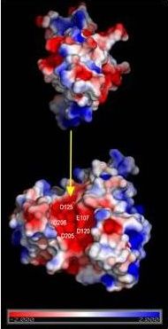 Modelado computacional de Alt a 1 con la proteína de defensa del kiwi mostrando la posible zona de interacción (color según potencial electrostático en la superficie de las proteínas). Fuente: UPM.