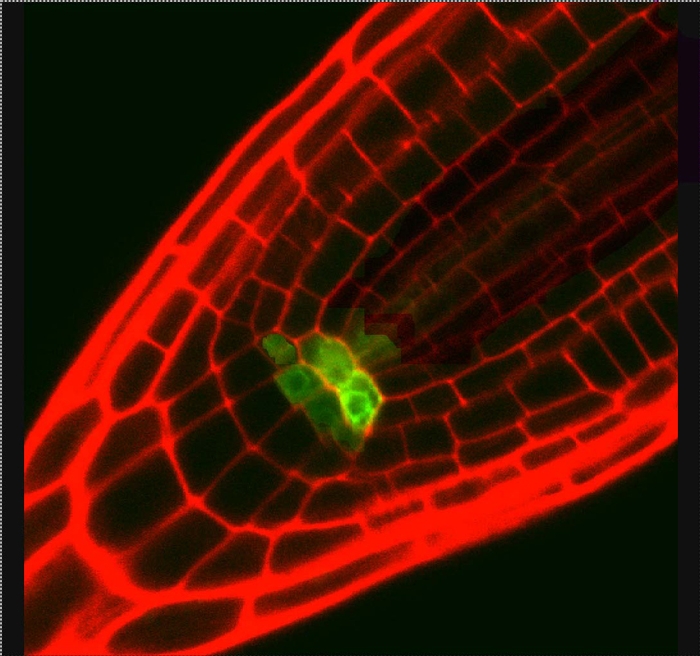 Extremo de la raíz en la cual se ha puesto en evidencia, mediante un marcador GFP, la célula estanimal. Ricerca Italiana.