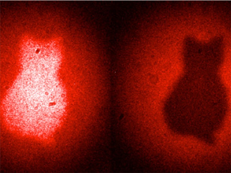 La técnica de imágenes desarrollada en Austria se asemeja al gato de Schrodinger: La imagen de un gato se obtiene de forma indirecta, mediante la información cuántica. Imagen: Patricia Enigl. Fuente: IQOQI.