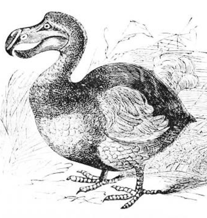 La extinción del dodo a finales del siglo XVII, convirtió a esta especie en el arquetipo de especie extinta por causa de seres humanos. Fuente: Universidad Brown.