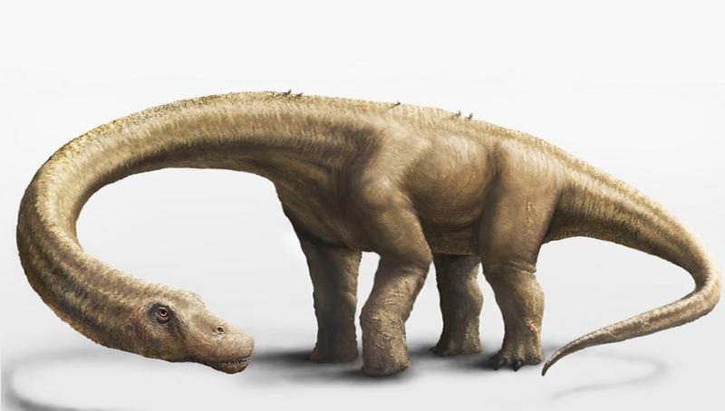 Representación en 3D del 'Dreadnoughtus schrani'. Imagen: Mark A. Klingler. Fuente: Museo Carnegie de Historia Natural.