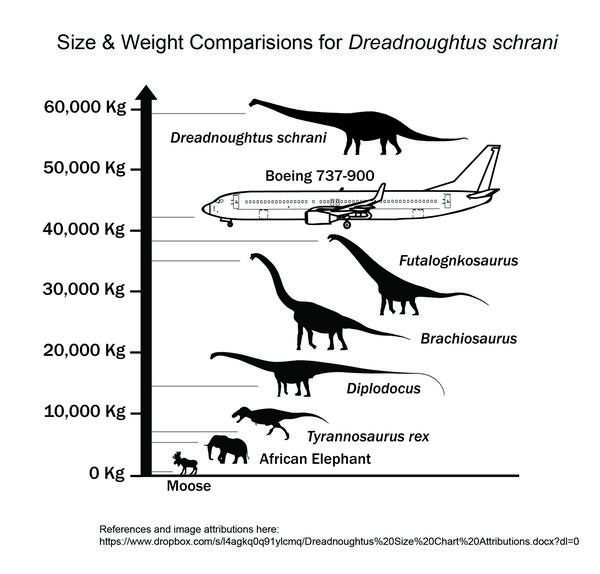 Comparativas del tamaño y el peso de 'Dreadnoughtus' con un Boeing y con otros animales. Fuente: Nature.