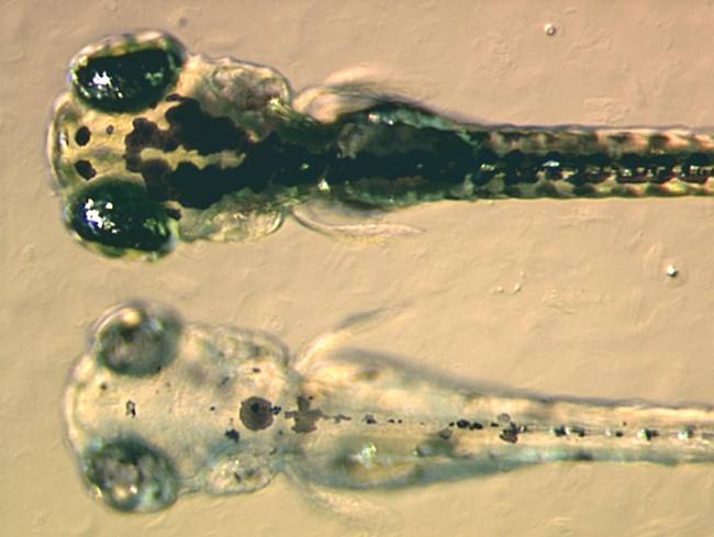 Embriones de pez cebra. Imagen: Adam Amsterdam, Massachusetts Institute of Technology (MIT). Fuente: PLoSBiology.