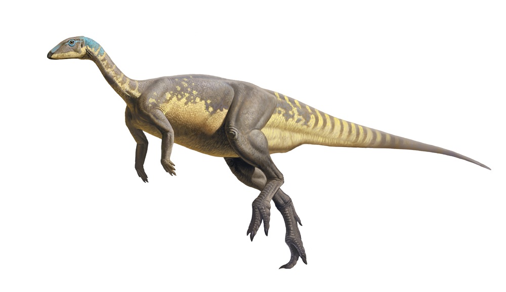 Reconstrucción de Eousdryosaurus. Imagen: Raúl Martín. Fuente: DivulgaUNED.