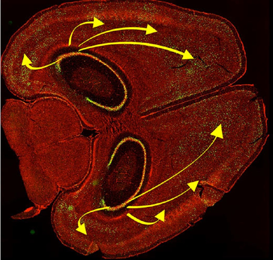 Durante la recuperación de recuerdos, las neuronas del hipocampo se conectan con las células nerviosas de la corteza cerebral. Imagen: Kazumasa Tanaka y Brian Wiltgen. Fuente: UC Davis.