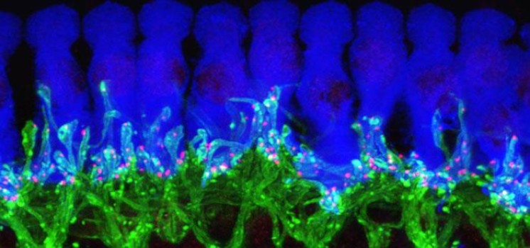 Esta imagen de microscopio del tejido del oído de un ratón muestra cómo las sinapsis en cinta (en rojo) forman las conexiones entre las células pilosas del oído interno (en azul) y las células nerviosas (en verde) conectadas al cerebro. Imagen: Corfas Lab. Fuente: Universidad de Michigan.