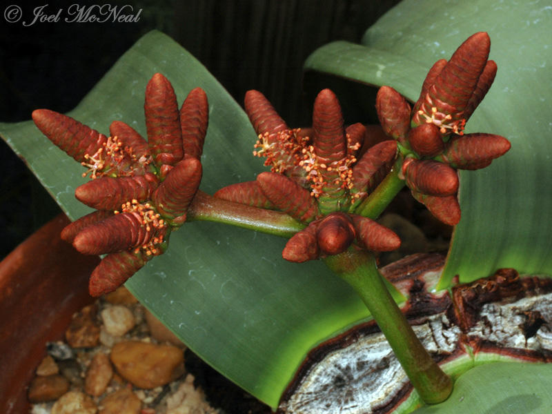 'Welwitschia mirabilis'. Imagen: Joel McNeal. Fuente: CSIC.