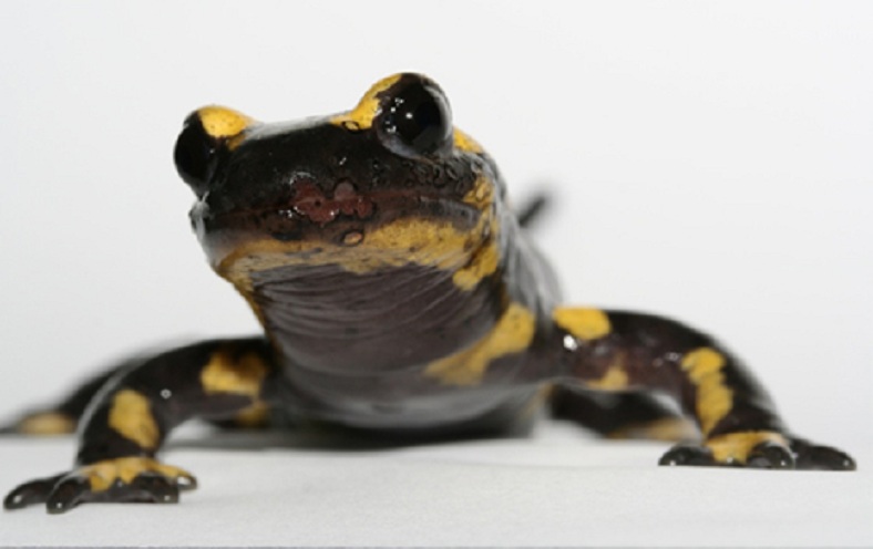 Salamandra común infectada por Batrachochytrium salamandrivorans muestra afecciones cutáneas. Imagen: Frank Pasmans. Fuente: MNCN-CSIC.
