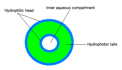 Esquema de la estructura de un liposoma: sus 'cabezas' exteriores son hidrofílicas y sus 'colas' interiores son hidrofóbicas. En su núcleo hay una solución acuosa. Imagen: Mlicuana. Fuente: Wikipedia.