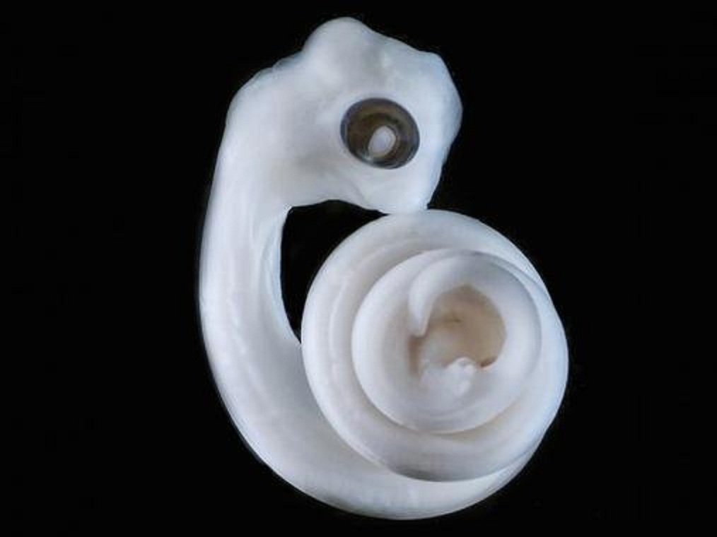 En el lugar donde estarían las piernas, si las serpientes las tuvieran, surgen unos minúsculos brotes que se convertirán en los hemipenes de este embrión. Imagen: Patrick Tschopp, Harvard Medical School. Fuente: Sinc.