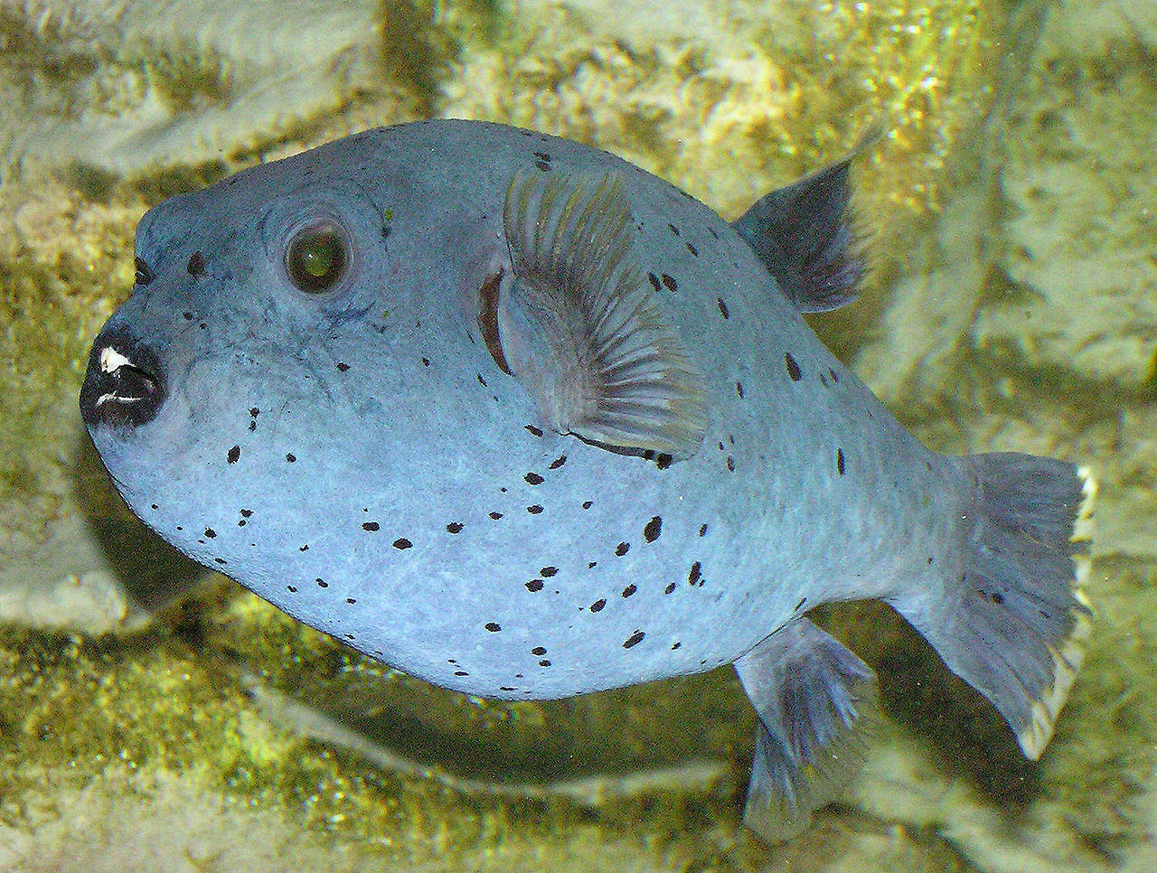 El pez globo está entre las especies amenazadas, según la Lista Roja de la IUCN. Fuente: Wikipedia.