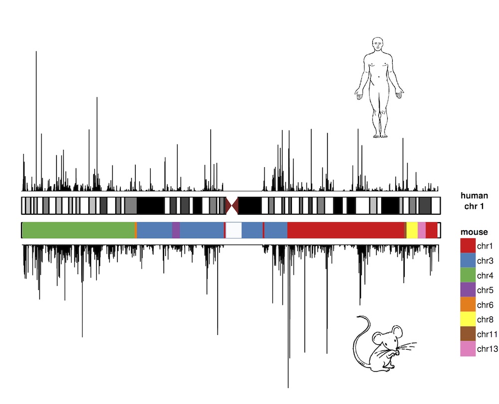 Similitudes y diferencias genómicas del hombre y el ratón. Fuente: CRG.