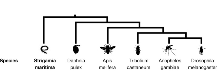 Un 30% de los genes son específicos de 'S. maritima', y se habrían originado por varias duplicaciones génicas desde el ancestro común que separa esta especie de otros artrópodos con genoma secuenciado. Fuente: UB.