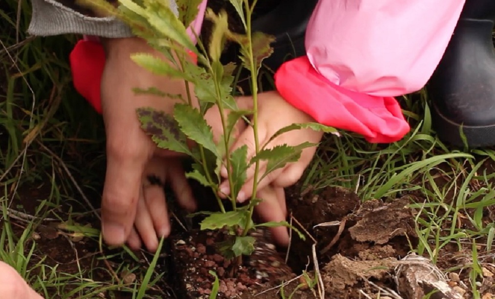 Plantando un árbol en la Corona Forestal. Foto: Mirlo Positive Nature.