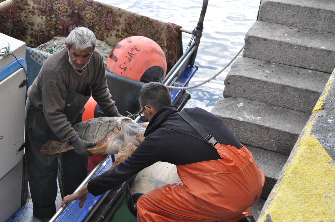 Pescadores rescatando una tortuga. Fuente: CSIC.