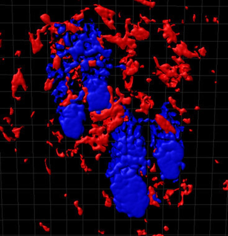 Imagen tridimensional de la piel que muestra a los folículos pilosos (azules) rodeados por cúmulos de macrófagos residentes de tejido (rojo). La comunicación molecular entre los macrófagos y las células madre del folículo piloso regula la iniciación del crecimiento de los folículos. Imagen: Donatello Castellana. Fuente: CNIO/SINC.