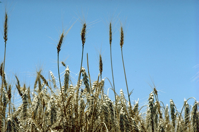 Campo de trigo en Kansas (EE.UU.). Imagen: David F. Warren. Fuente: USDA/Wikipedia.