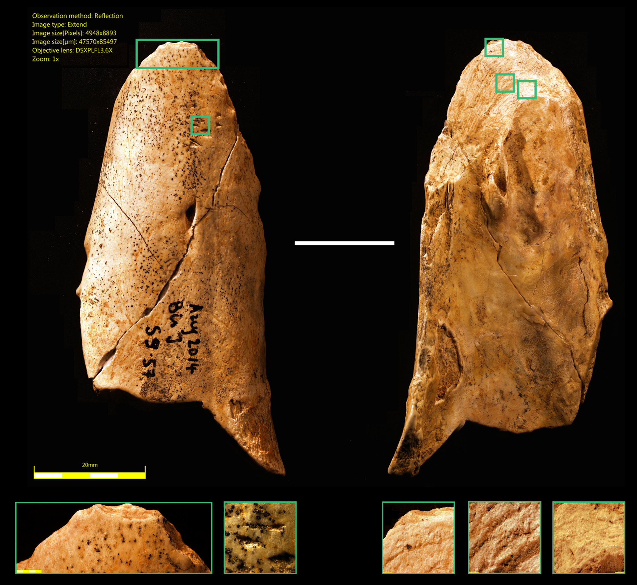 Herramienta de hueso encontrada por los investigadores de la Universidad de Montreal. Fuente: Alphagalileo.