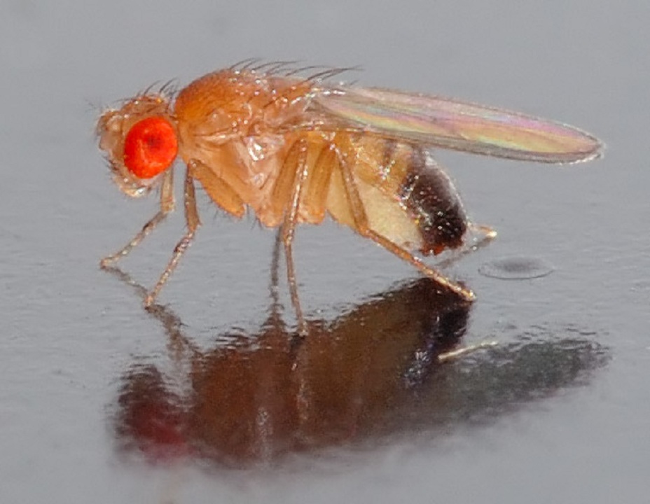 Drosophila Melanogaster. Imagen: André Karwath. Fuente: Wikipedia.