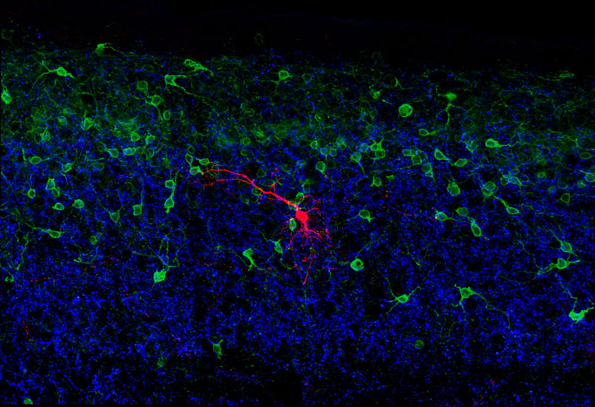 Circuito neural de la médula espinal de un ratón que procesa las señales de tacto ligero de los pies. Las células rojas son las neuronas RORα, que funden las señales procedentes de las fibras neurales procedentes del cerebro y las de las extremidades (ambas en azul). Imagen: Steeve Bourane. Fuente: Instituto Salk.