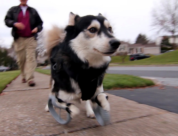 Derby corriendo con sus patas nuevas, impresas en 3D. Fuente: 3D Systems.
