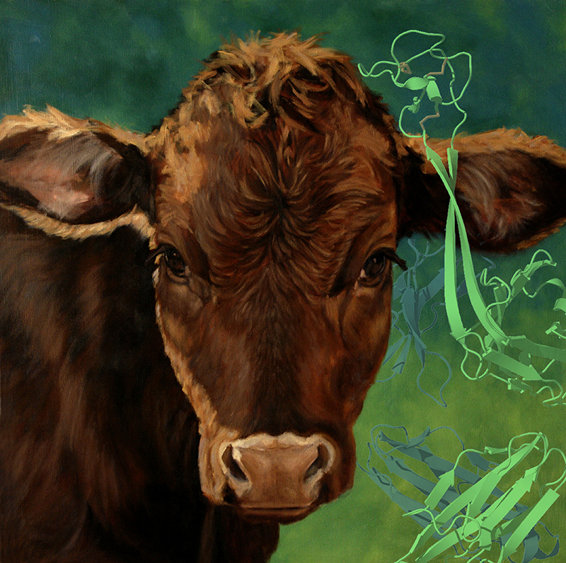 Un anticuerpo de vaca, superpuesto al cuadro 'Retrato de ternero pelirrojo" de Denise Rich. Fuente: Instituto de Investigación Scripps/Denise Rich.