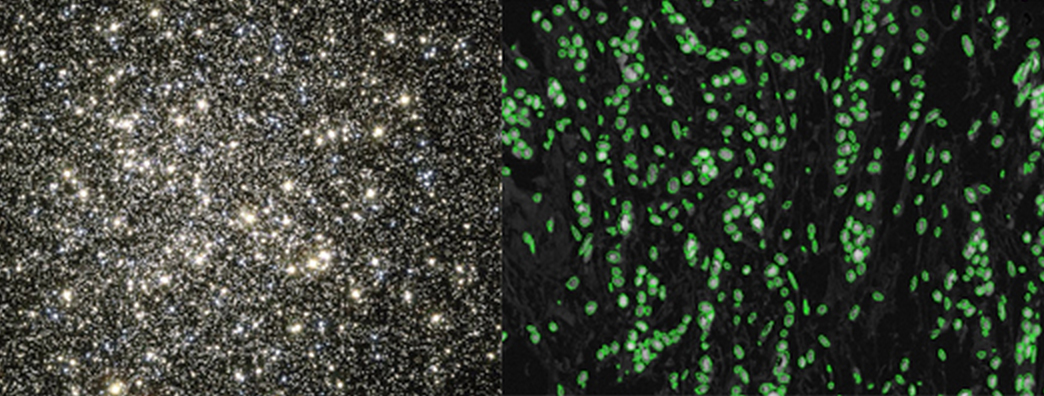 Semejanzas entre la Vía Láctea y las muestras de células. Fuente: Universidad de Cambridge