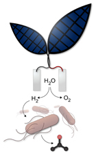 Proceso de la fotosíntesis artificial desarrollada en Harvard. Imagen: Jessica Polka. Fuente: Harvard Medical School.